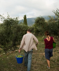 Honest Toil Extra Virgin Olive Oil 500ml Ingredients 9 Honest Toil Extra Virgin Olive Oil 500ml Ingredients