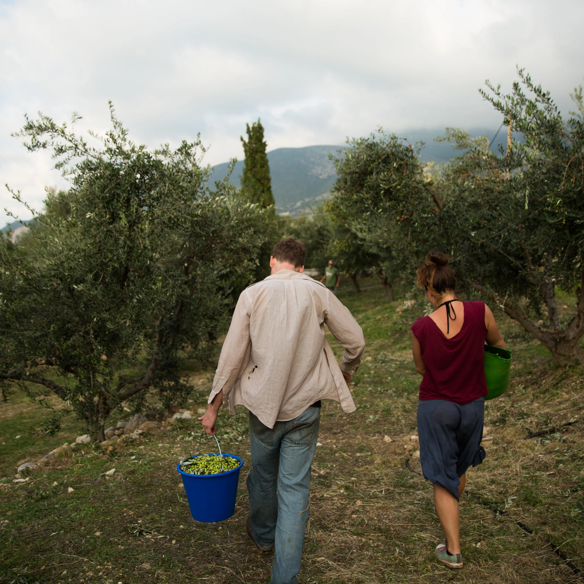 Honest Toil Extra Virgin Olive Oil 500ml Ingredients 5 Honest Toil Extra Virgin Olive Oil 500ml Ingredients