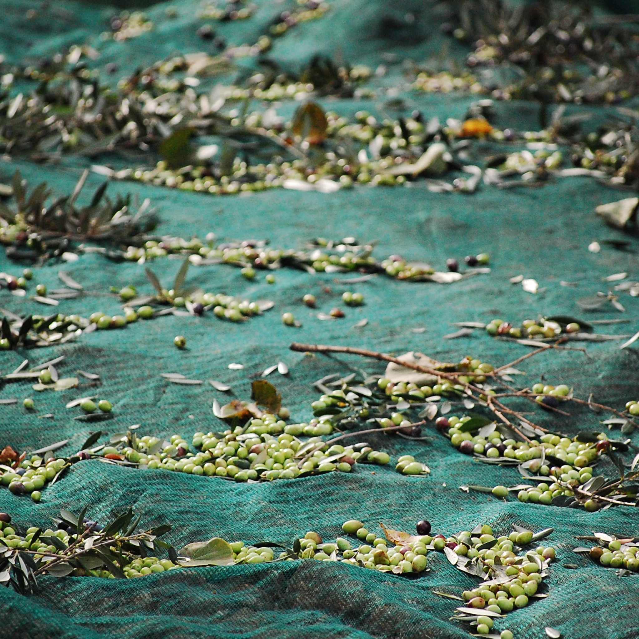 Honest Toil Extra Virgin Olive Oil 500ml Ingredients 7 Honest Toil Extra Virgin Olive Oil 500ml Ingredients