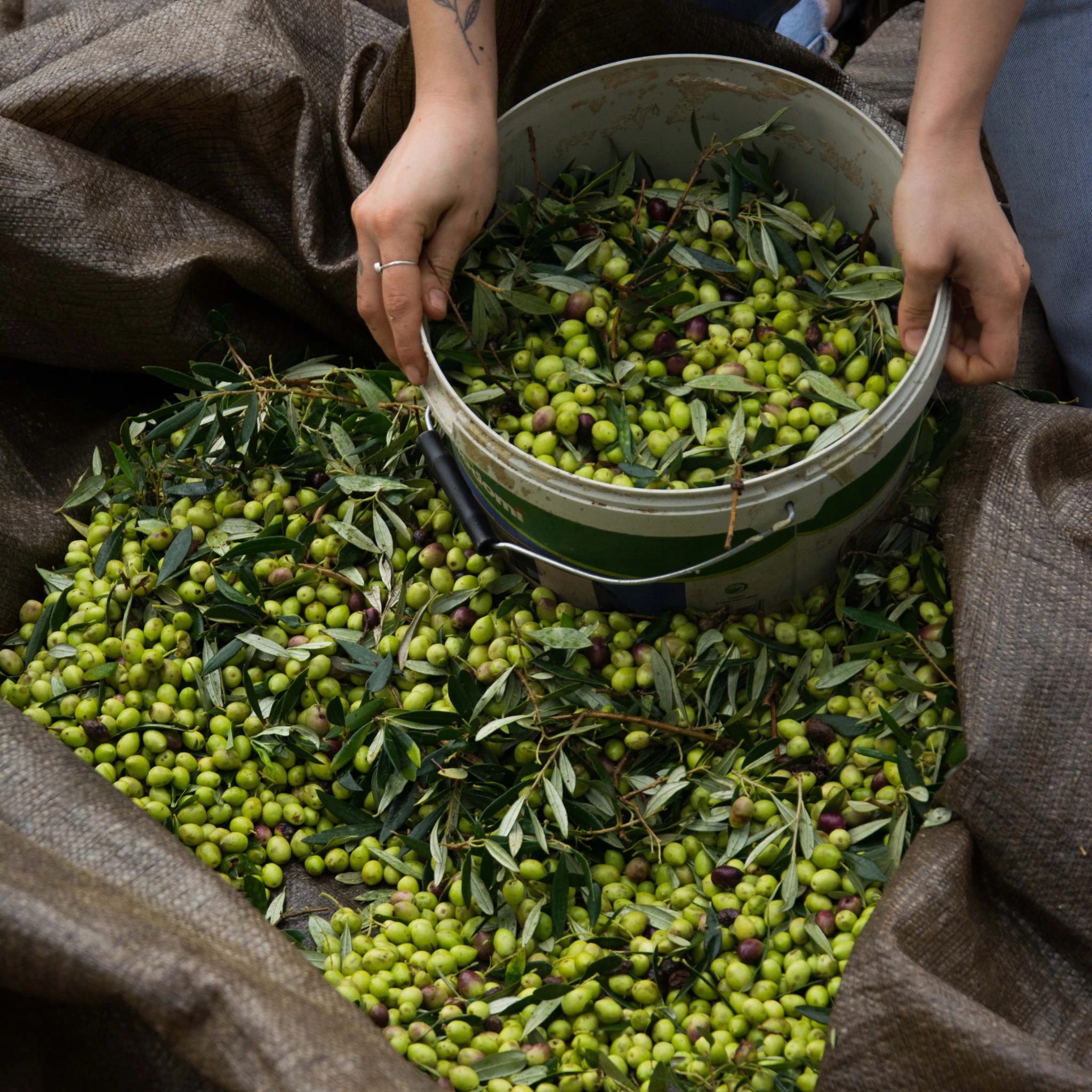 Honest Toil Extra Virgin Olive Oil 500ml Ingredients 4 Honest Toil Extra Virgin Olive Oil 500ml Ingredients