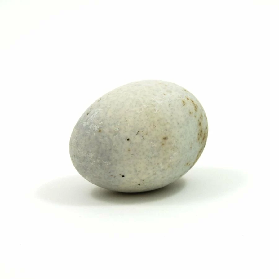 Shen Dan Ingredients Century Eggs - 6 Duck Eggs 5 Shen Dan Ingredients Century Eggs - 6 Duck Eggs