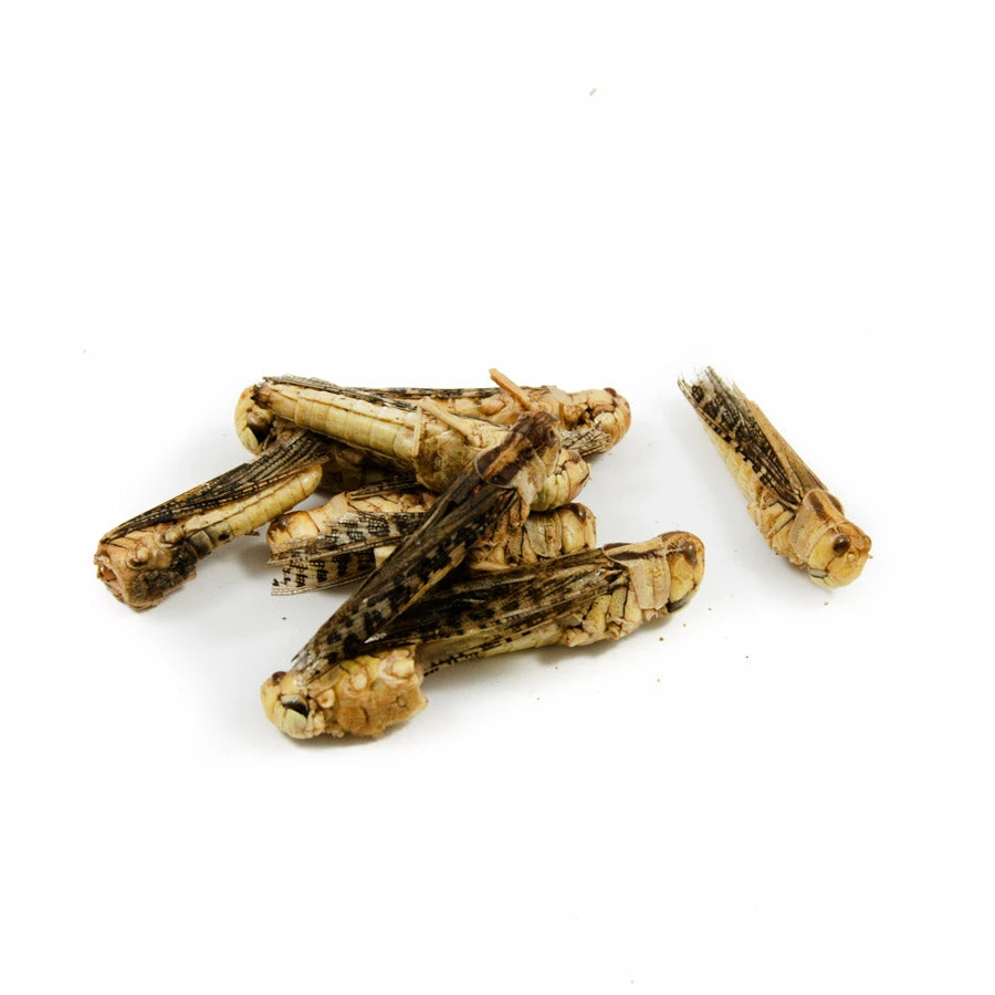Eat Grub Edible Grasshoppers 9g 4 Eat Grub Edible Grasshoppers 9g