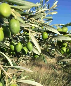 Ingredients Grand Brahis Noir AOP Vallee Des Baux De Provence Extra Virgin Olive Oil 500ml